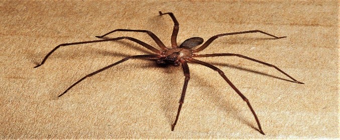 Along Came A Brown Recluse | Missouri Department of Conservation