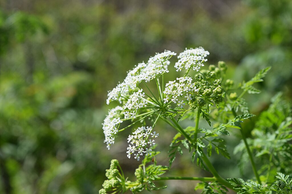 Poison Hemlock flowers