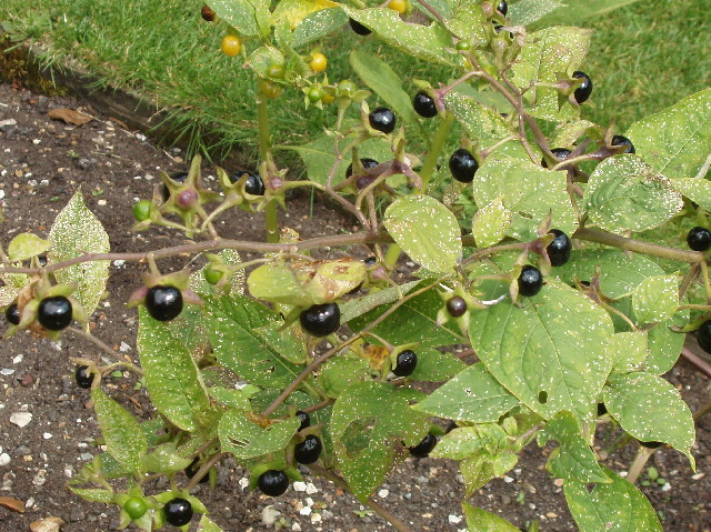 Deadly Nightshade showing ripe berries