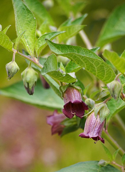 Deadly Nightshade flowers and leaves