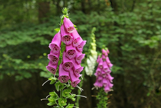 Foxglove in flower