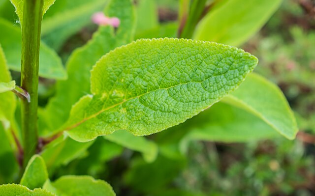 Foxglove Leaves close-up