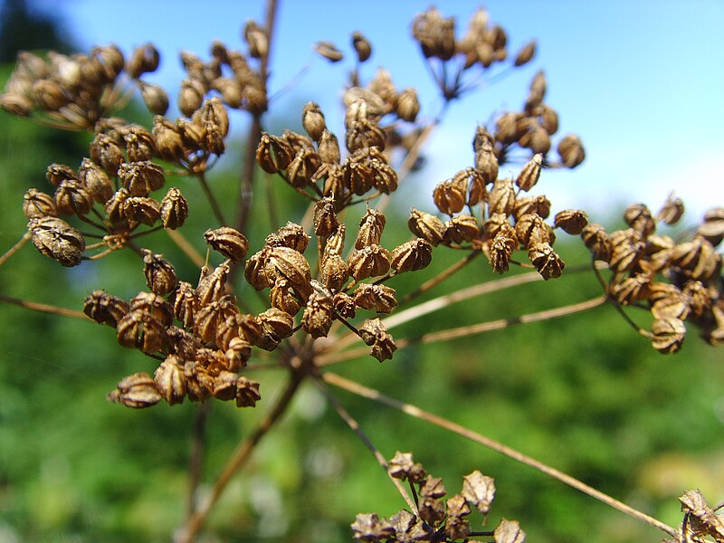 Poison hemlock seed heads